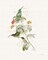Colorful Hummingbirds III Poster Print by Katie Pertiet - Item # VARPDX28880